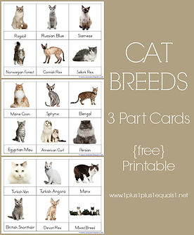 Pets 1 1 1 1